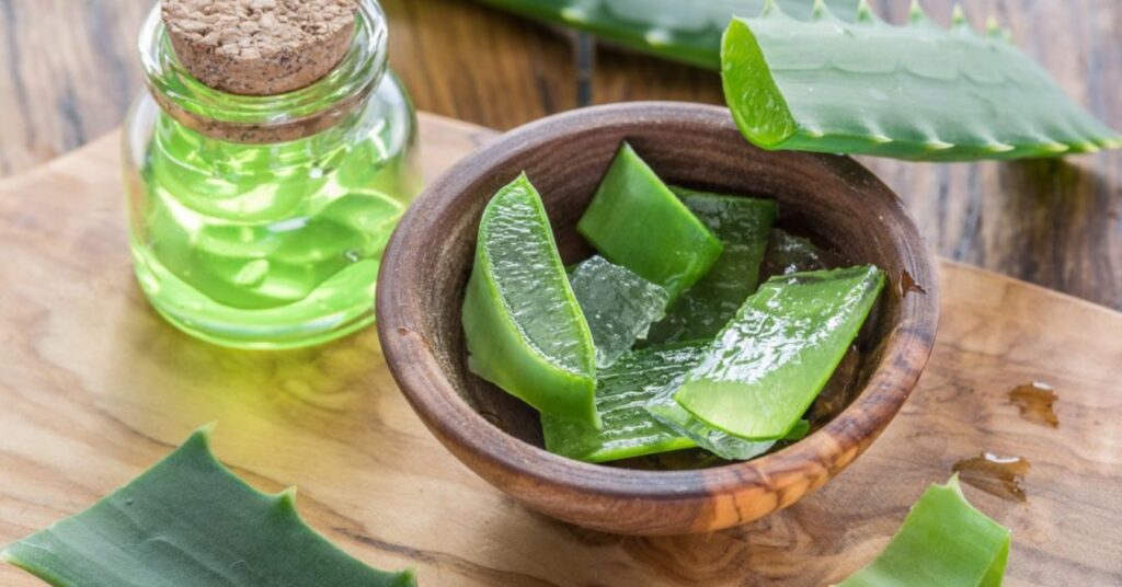 Aloe vera: Discover the benefits of this plant that helps in disease prevention