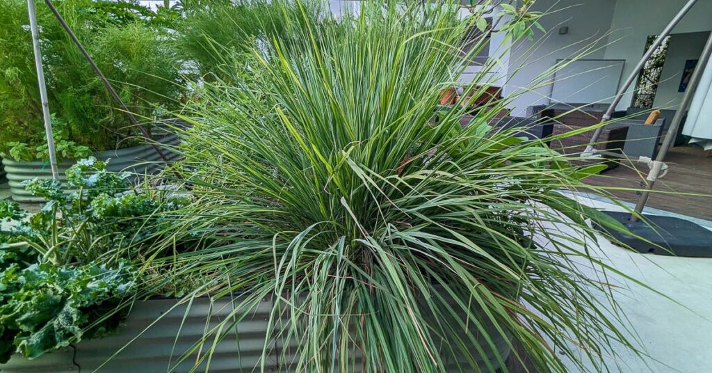 How to Use Lemongrass for Anxiety and to Improve Sleep: See My Personal Experience