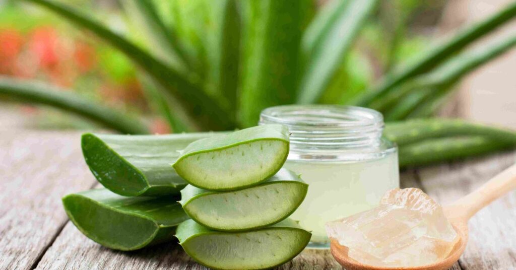 Aloe vera: Discover the benefits of this plant that helps in disease prevention