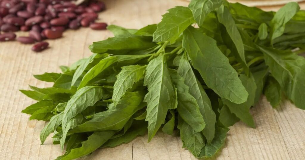 Mastruz Tea, what is it used for? And how do you prepare it?